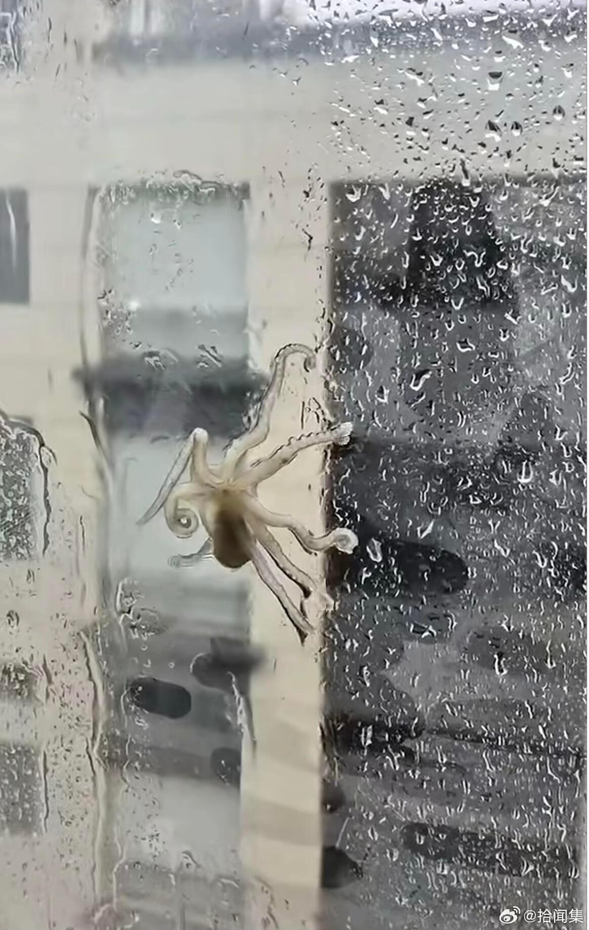 白海豚你来真的啊 台风白海豚