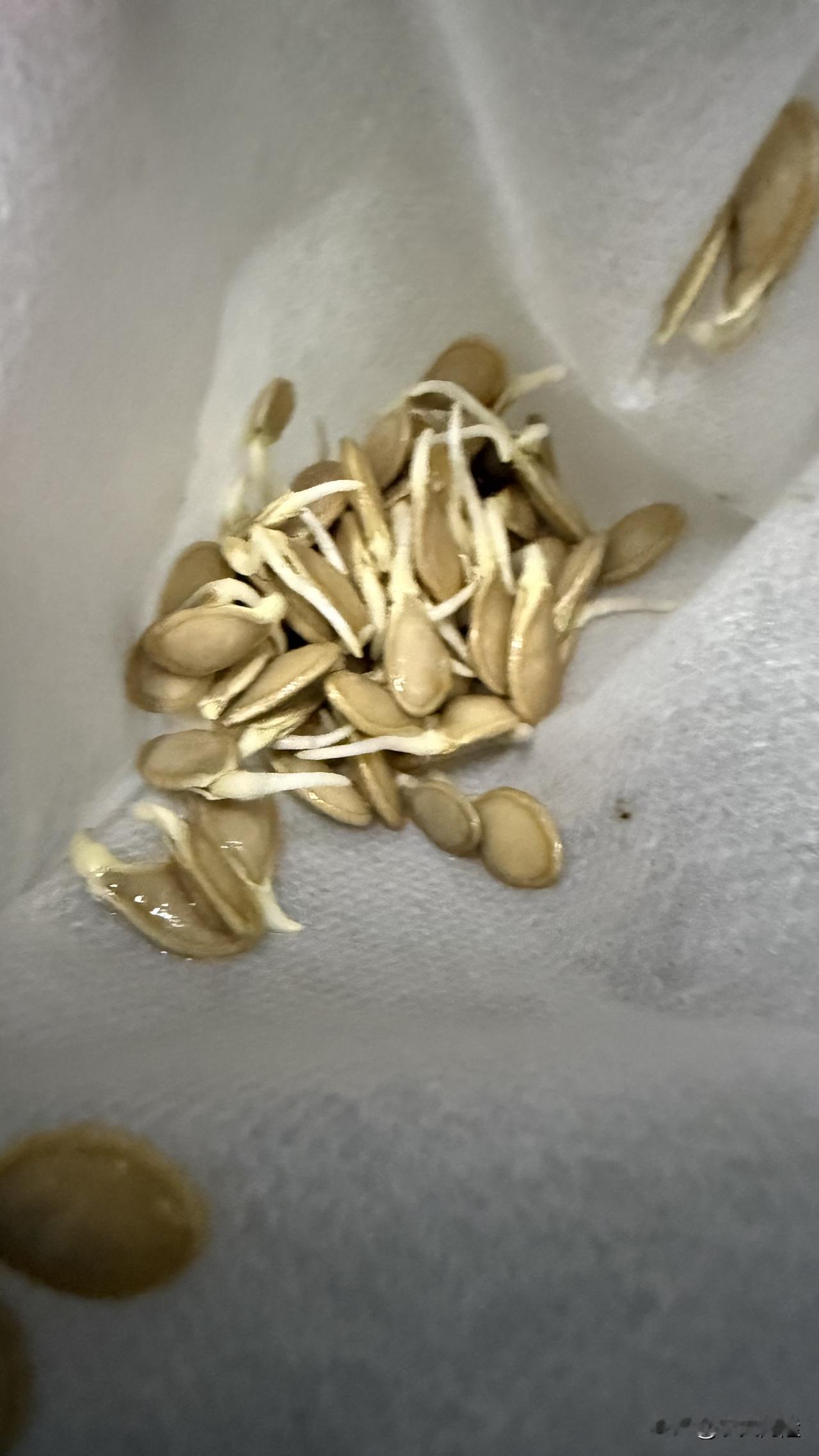【培育苗高手】南瓜苗～香瓜苗～空心菜苗

（好发好育👍🏻不需要育苗土也很好）