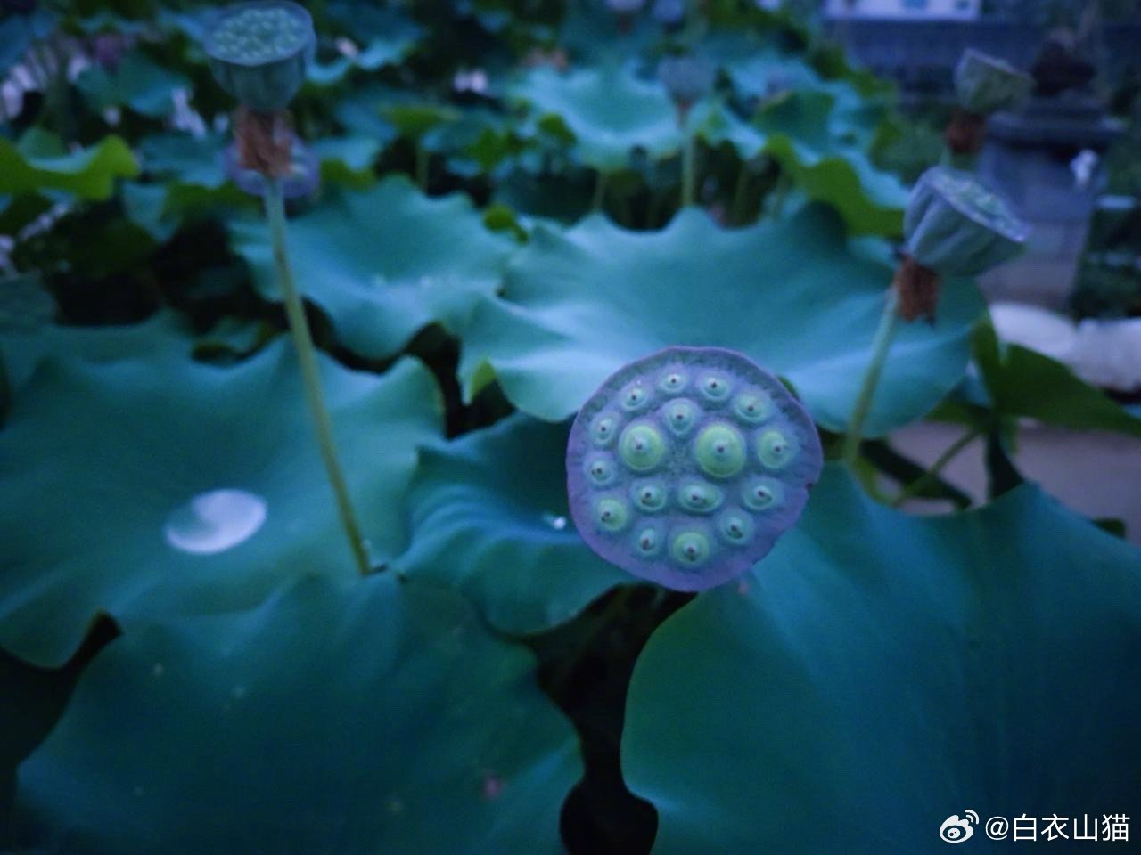 1974年3月30日，上海妇产科医院给Zhang spring bridge 的