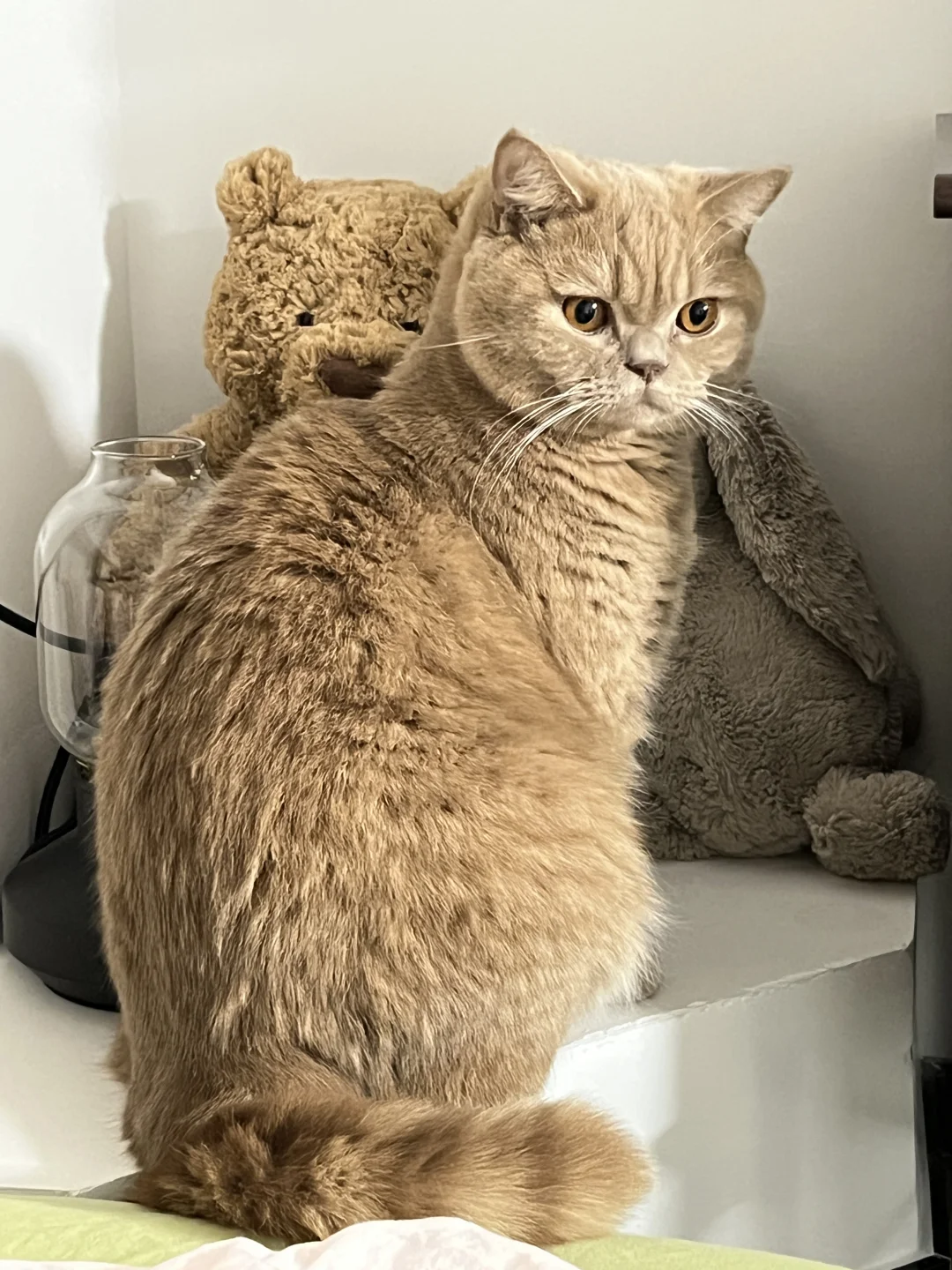 jelly cat & really cat😉