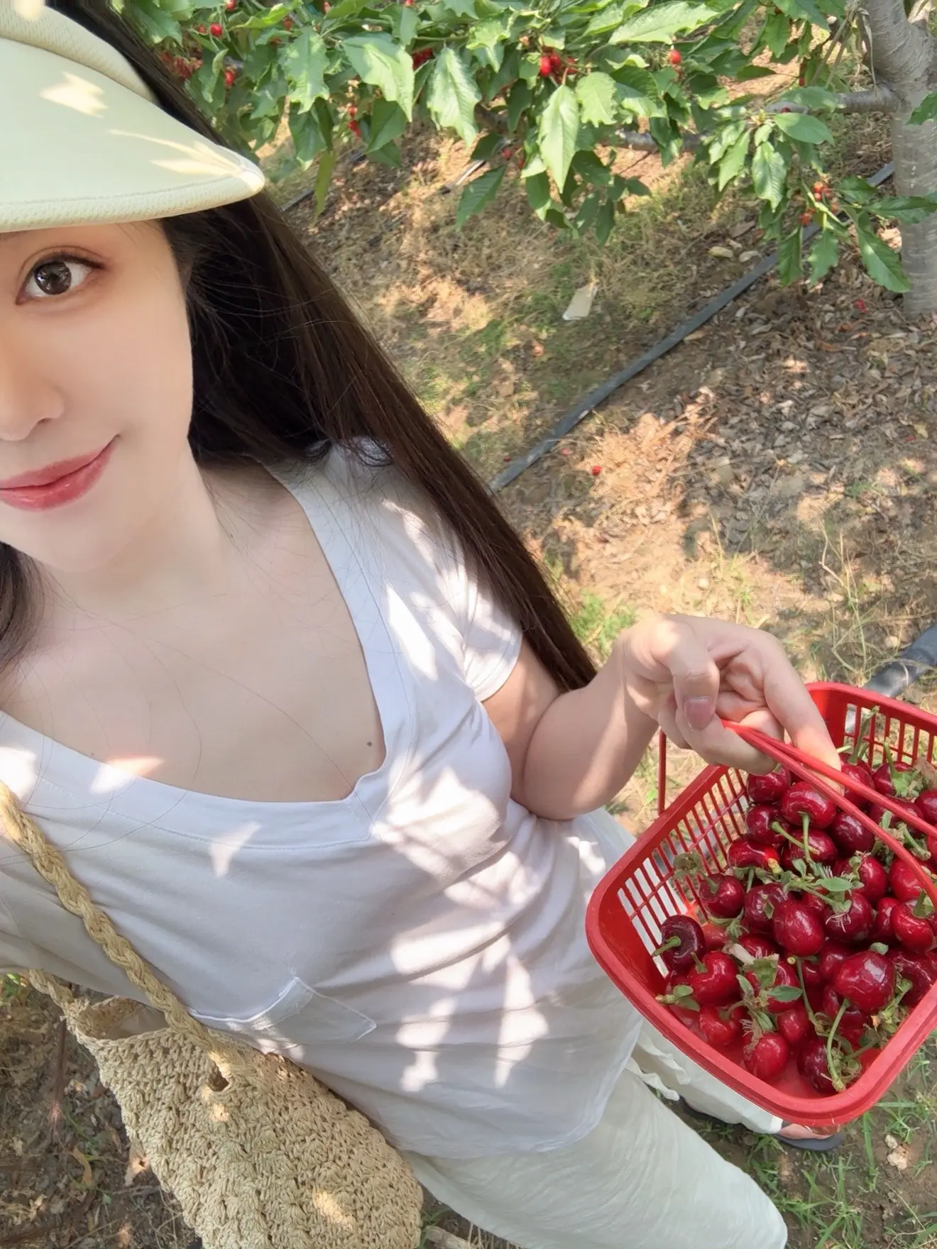 自由采摘 摘樱桃🍒 樱桃新鲜水果 快乐的秘籍