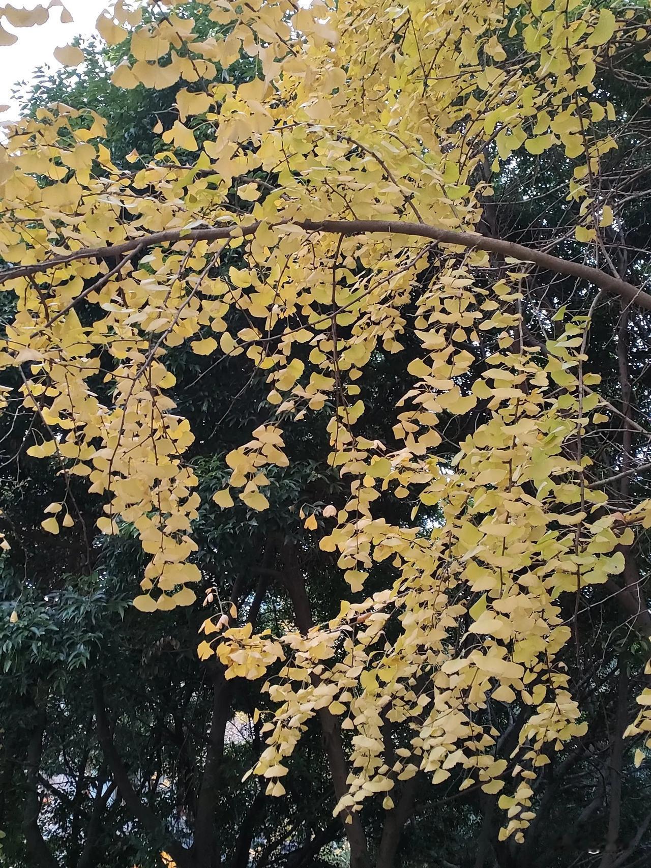 成都的银杏树叶随处可见，金黄一片，美到极致。真是大美成都！[赞][赞][赞][玫