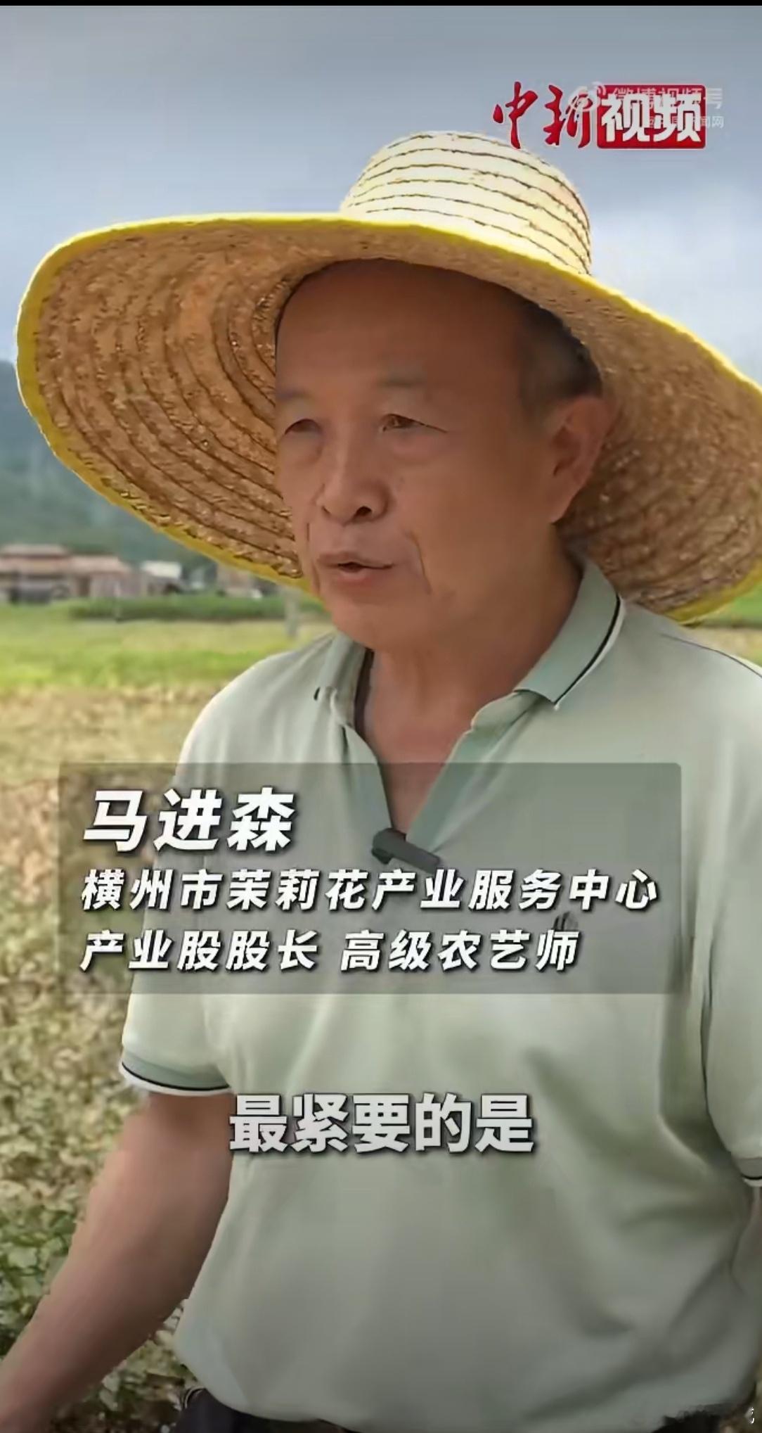 洪水渐退广西花农下田清洗茉莉花 有个朋友看到广西茉莉花被洪水泡了的新闻，第一反应