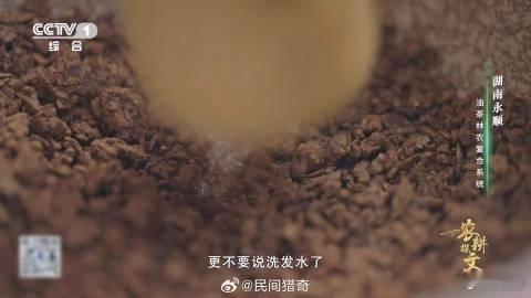 植物界有自己的全能选手油茶榨干成了洗头神器 没想到湖南永顺的油茶果这么宝藏！榨油