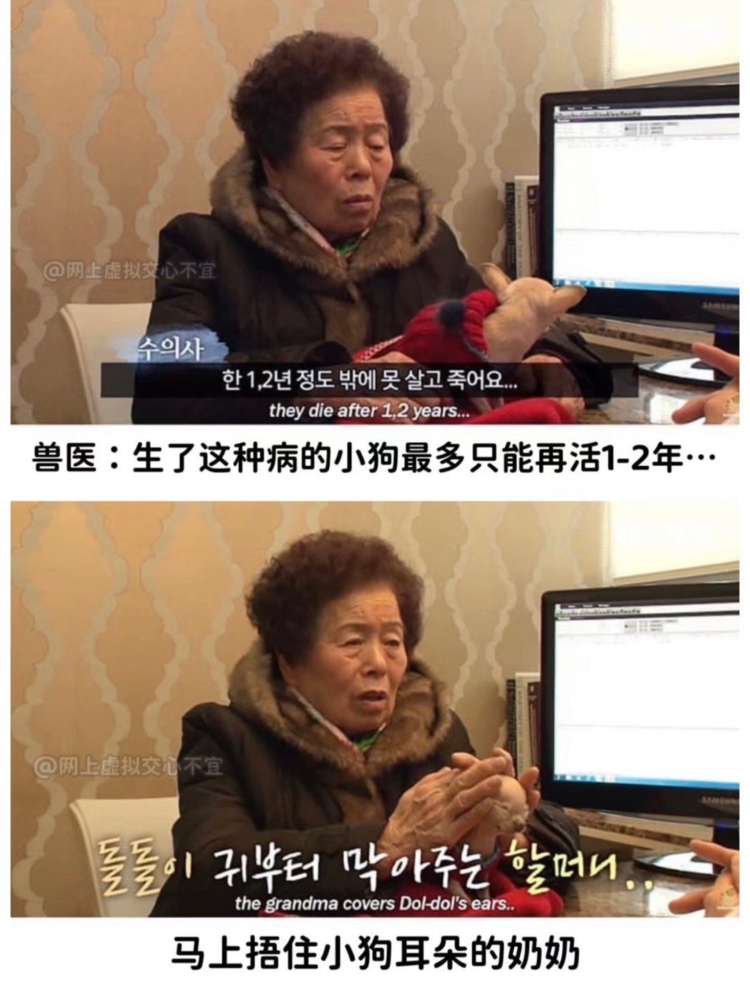 医生说小狗只能再活1-2年，奶奶马上捂住了小狗的耳朵 