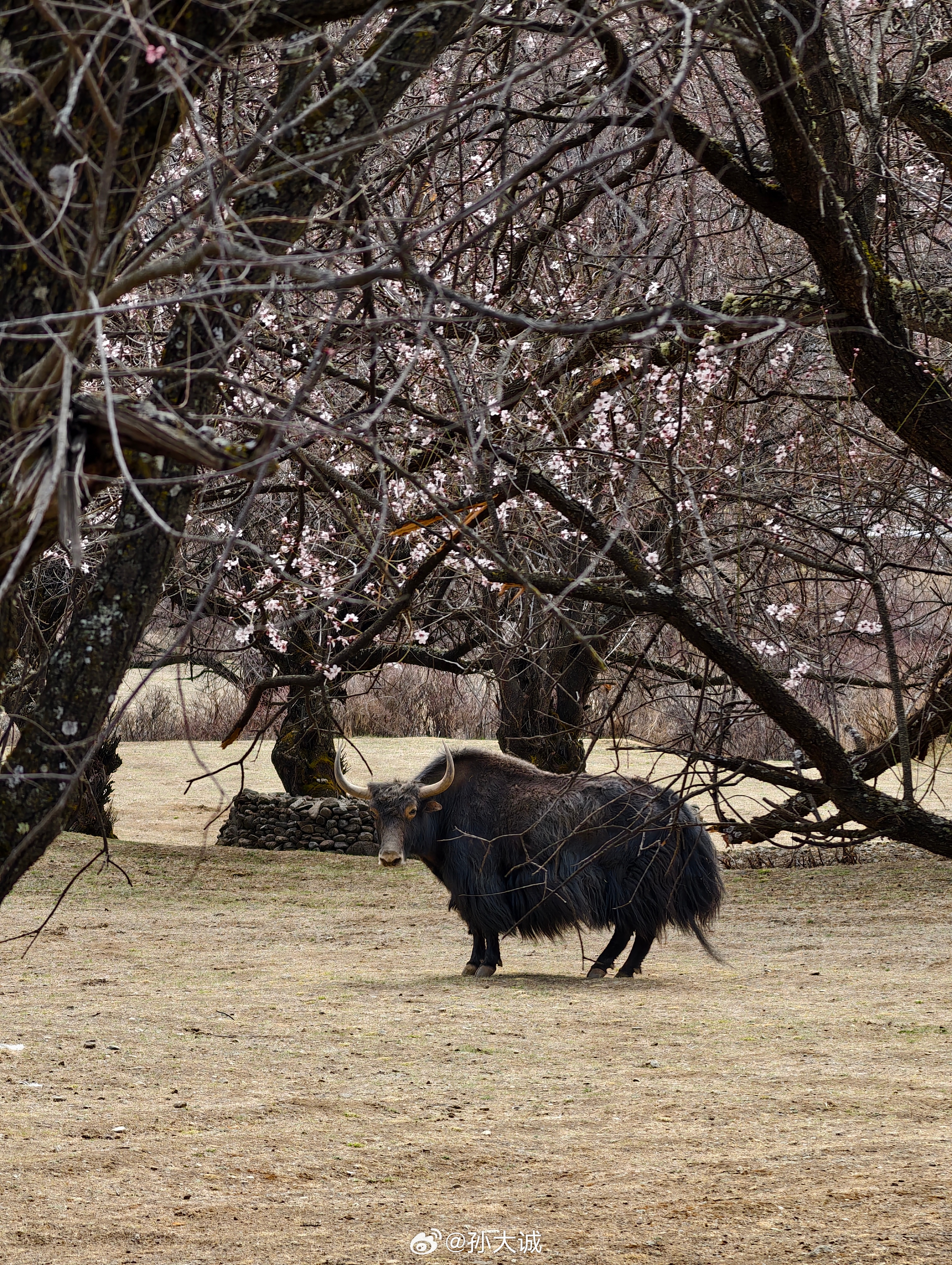 借着试驾问界M6 的机会，在林芝赶上了一年一度的桃花盛景。这里的桃花全是野生高原