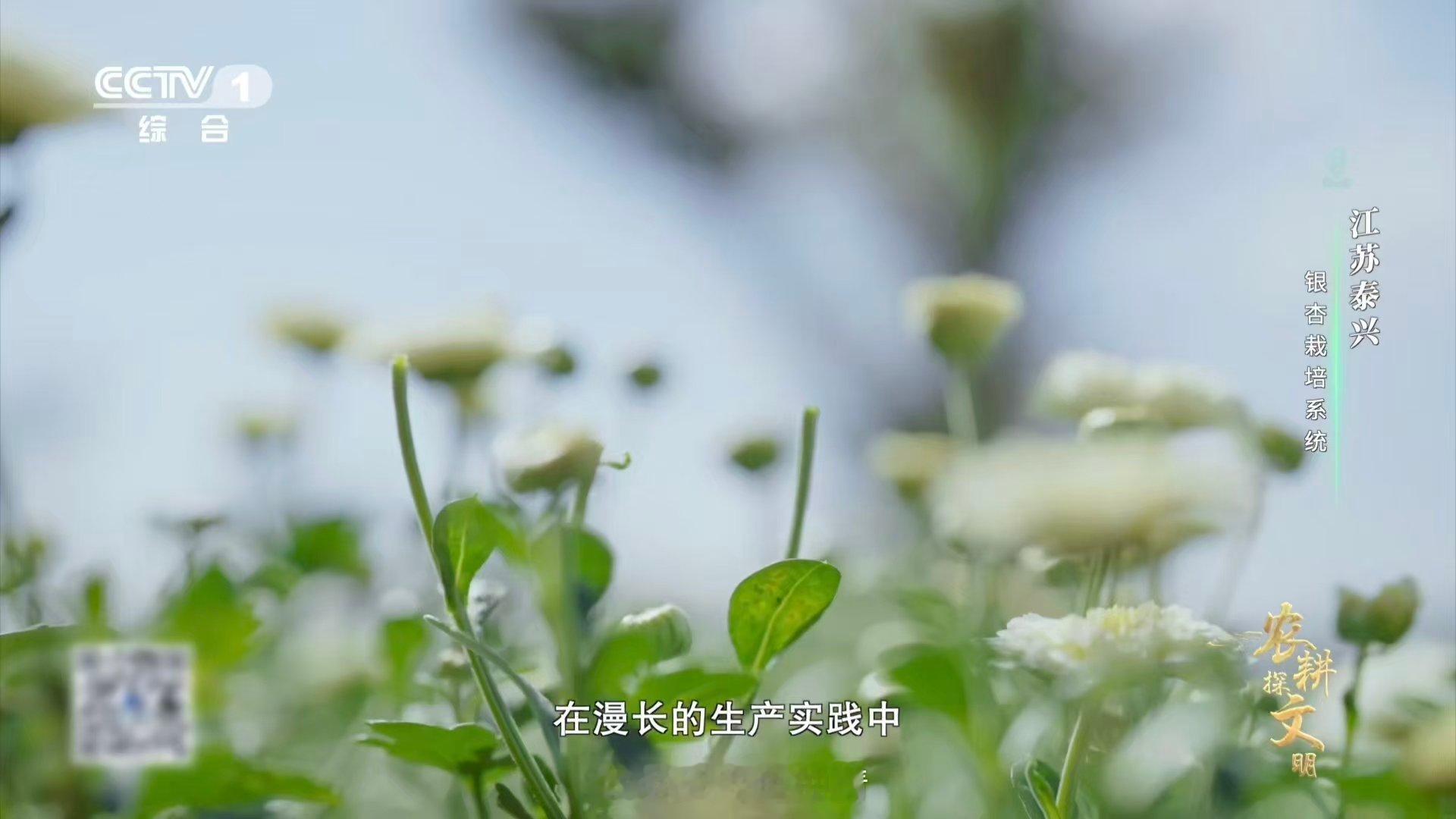 喂了银杏果鸡肉更鲜了 一片银杏林，多种丰收景！泰兴创新林农复合模式，银杏下套种菊