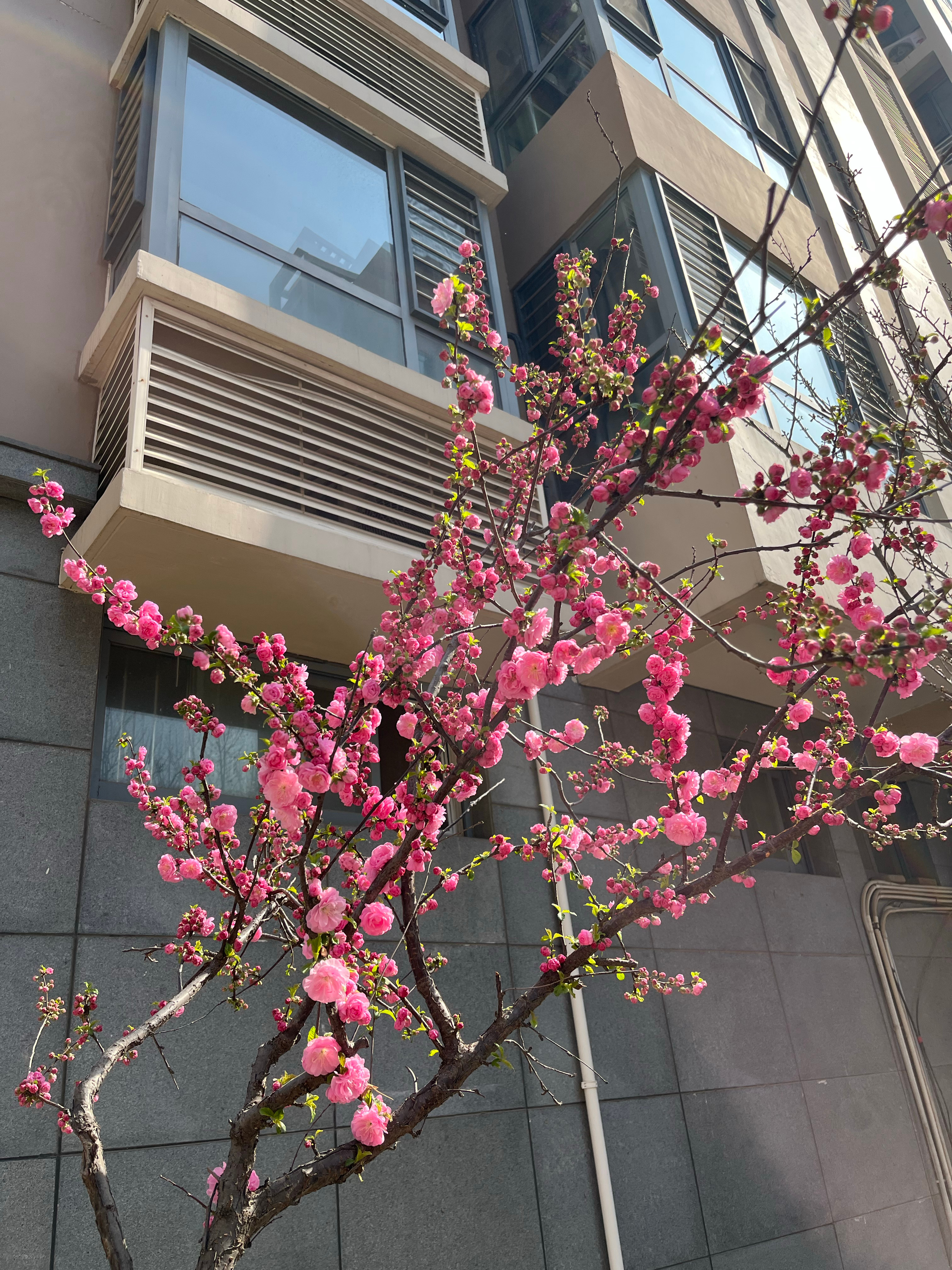 身体停止摄入糖分和碳水后人要健康先控糖，然后不要着凉 ​​​