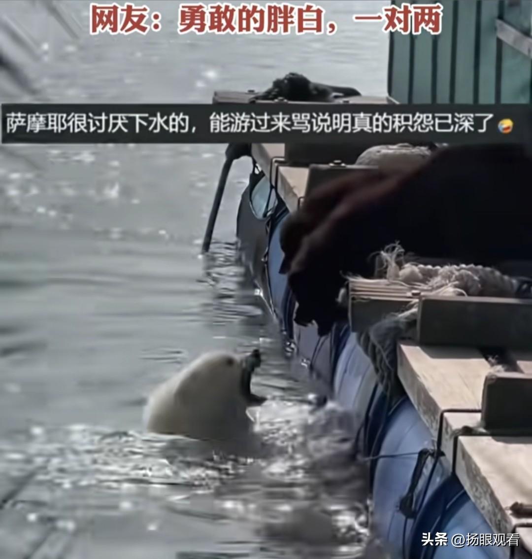 狗界名场面‼️漂洋过海来“骂”你😂
 
笑到捶地！这只小白狗也太勇了吧！
 