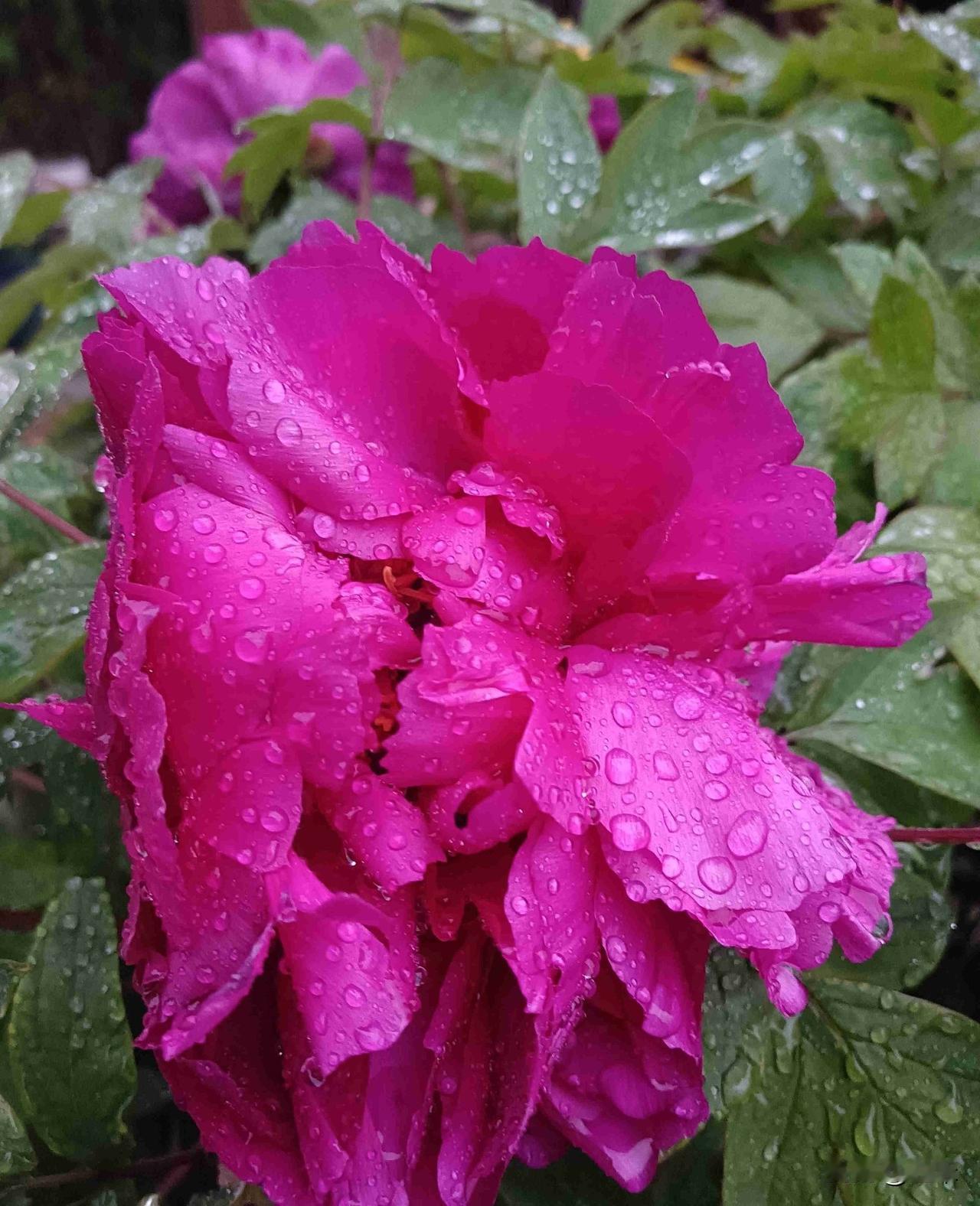 今天是5月10日，星期日，我们这里多云，而且下午还下了小雨，最高气温零上21度，