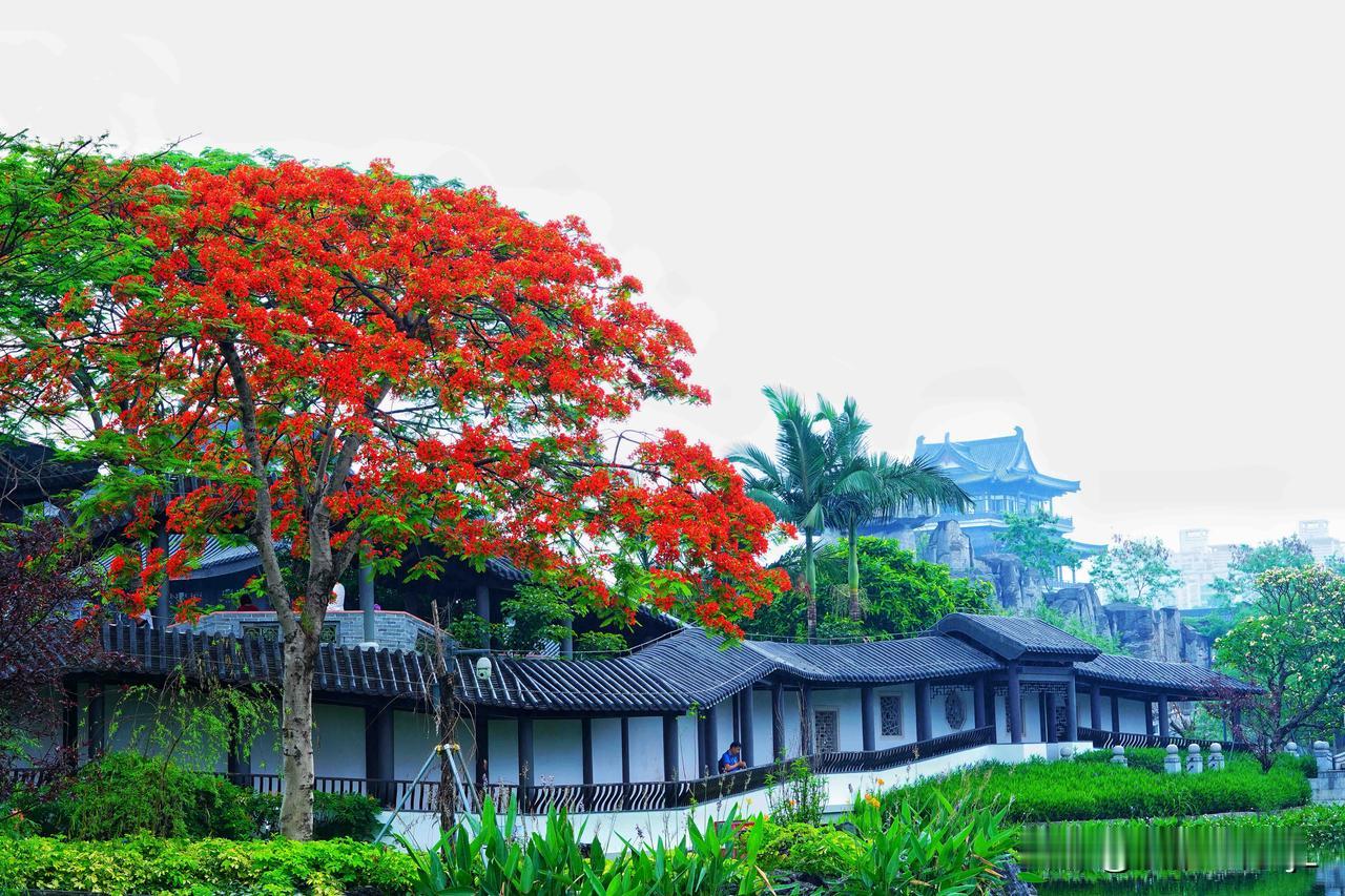 广州文化馆初夏炽烈如火的凤凰花红，与白墙黛瓦，岭南建筑形成强烈视觉碰撞。
一步一