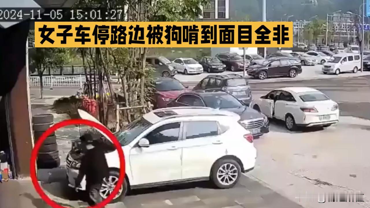 女子车被狗啃以为是诈骗 肇事犬仍未找到
 
10月2日，湖南吉首车主月月停车路边