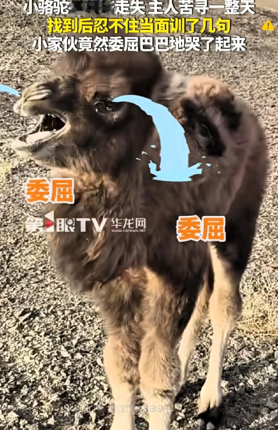 出生4天小骆驼被排挤离家，被找到后委屈落泪太戳心
 
看完直接泪目！

内蒙古一