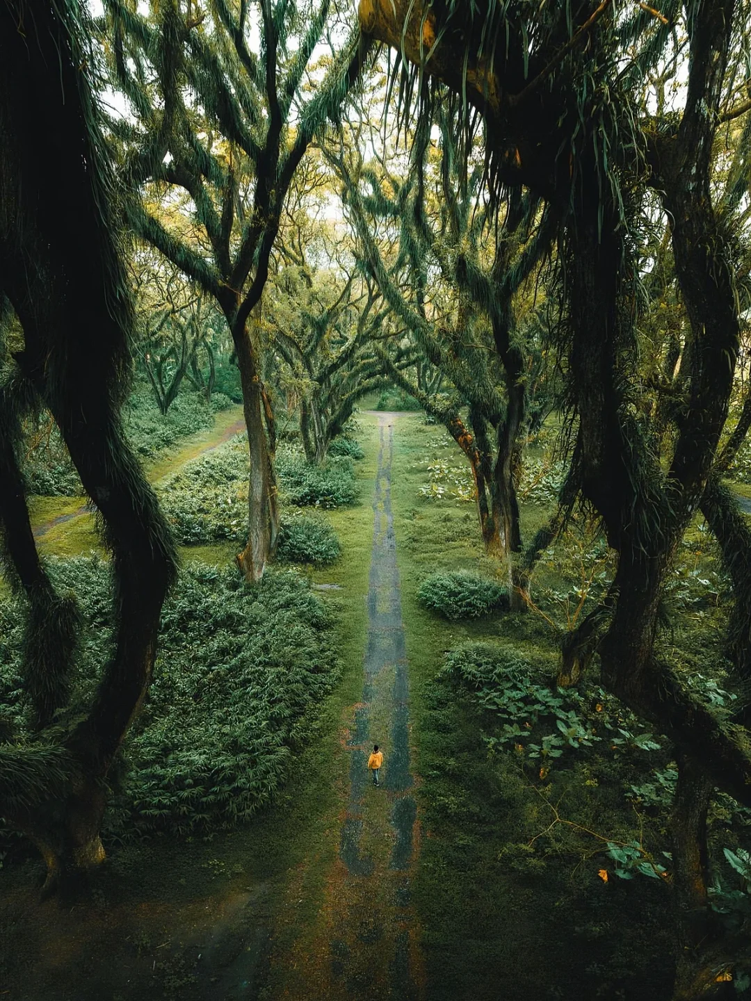 印尼必打卡🌲指环王森林 仿佛穿越到魔界！