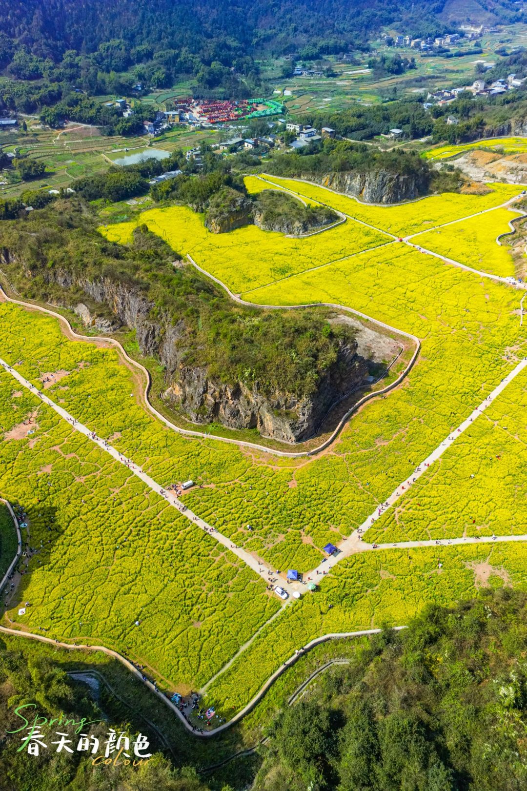 天堂坝油菜花开，金黄梦境中的春之颂🌈❤️