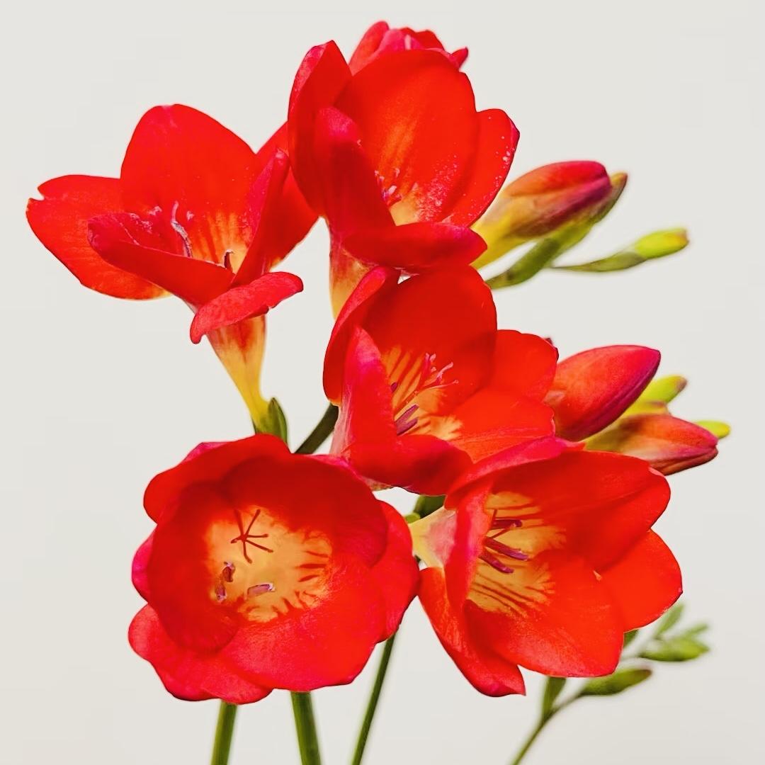 分享图片～香雪兰
花色漂亮，花姿轻盈
五彩斑斓，赏心悦目
