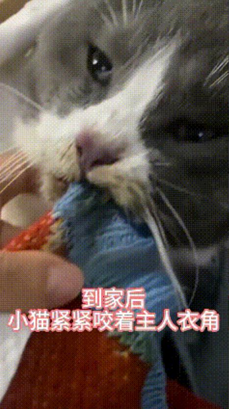 “心都要碎了！”广东，一女大学生得知自己在老家养的宠物猫咪快不行了，女子连夜买票