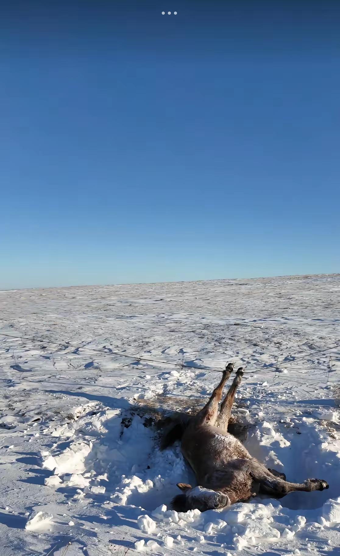呼伦贝尔，一男子和朋友自驾游，忽然发现一匹马卧在路边雪堆里一动不动，本以为马是冻