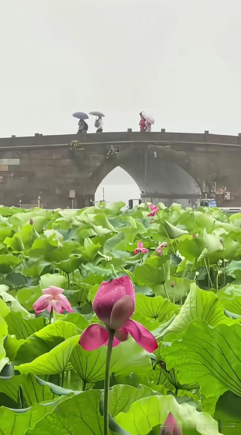 没有雨就失去了灵魂