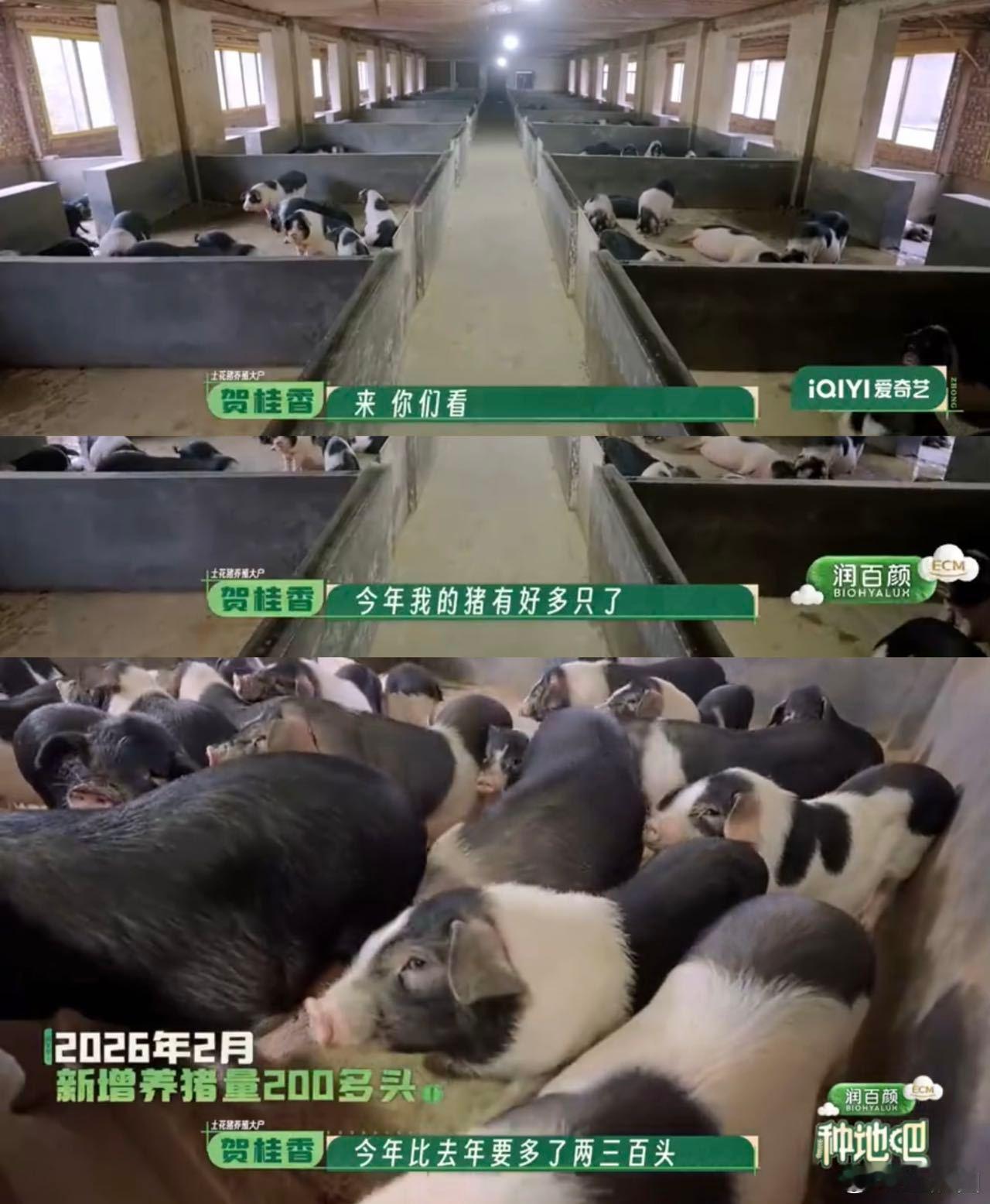 种地吧4先导片种地吧 谁能不被这样实实在在的改变打动，曾经助力的宁乡花猪产业稳步