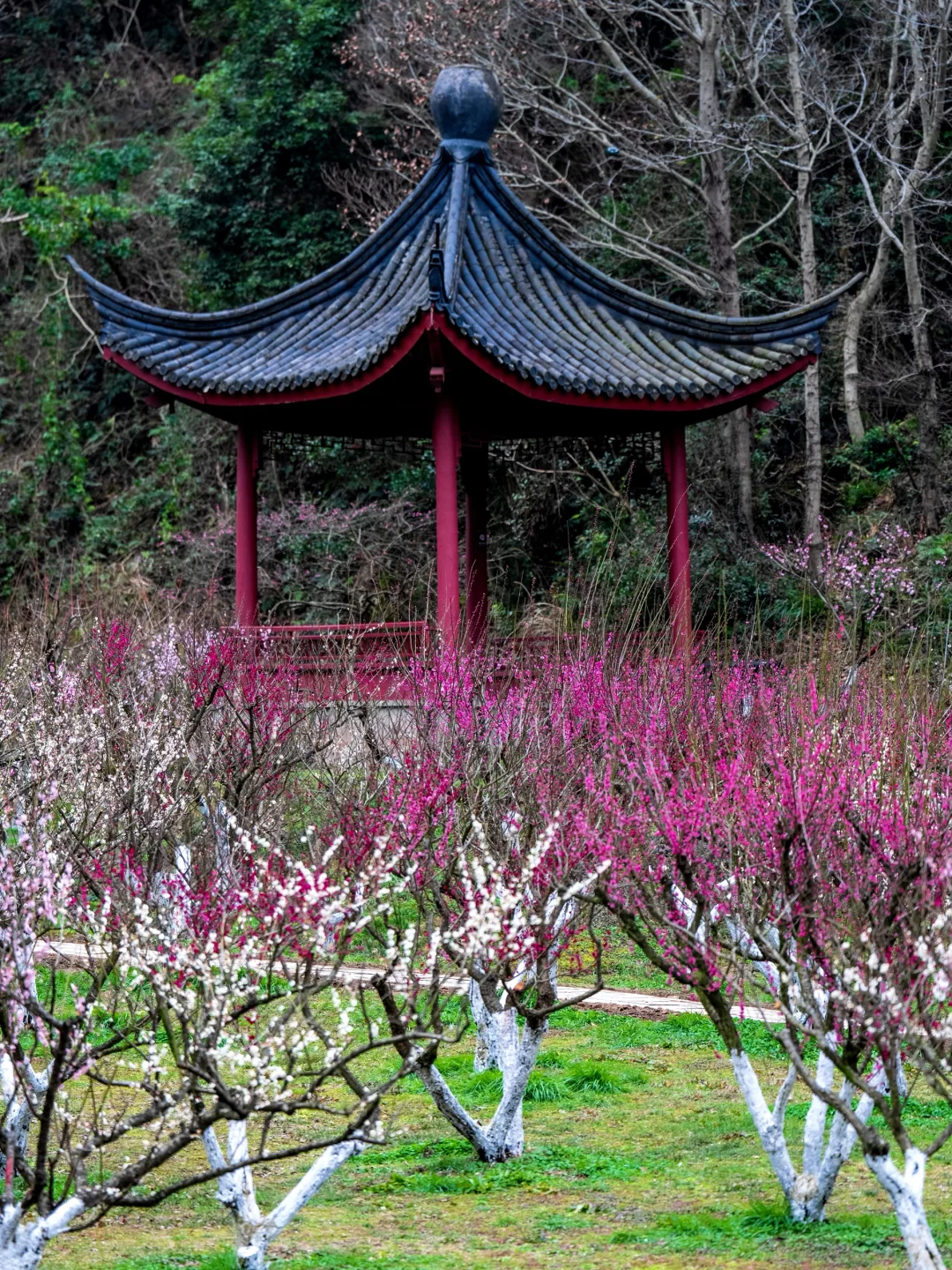 带父母去九峰山赏梅，解锁长辈也爱的小浪漫！