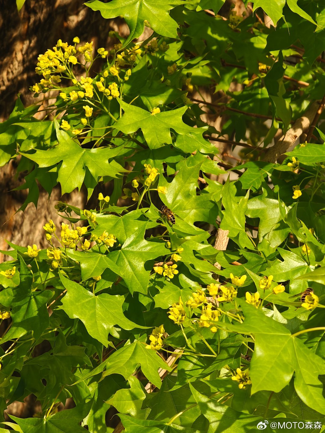 单位附近一家水果店，隔三差五把拉货的面包车停人行道和小区出入口的交界处，十分碍事