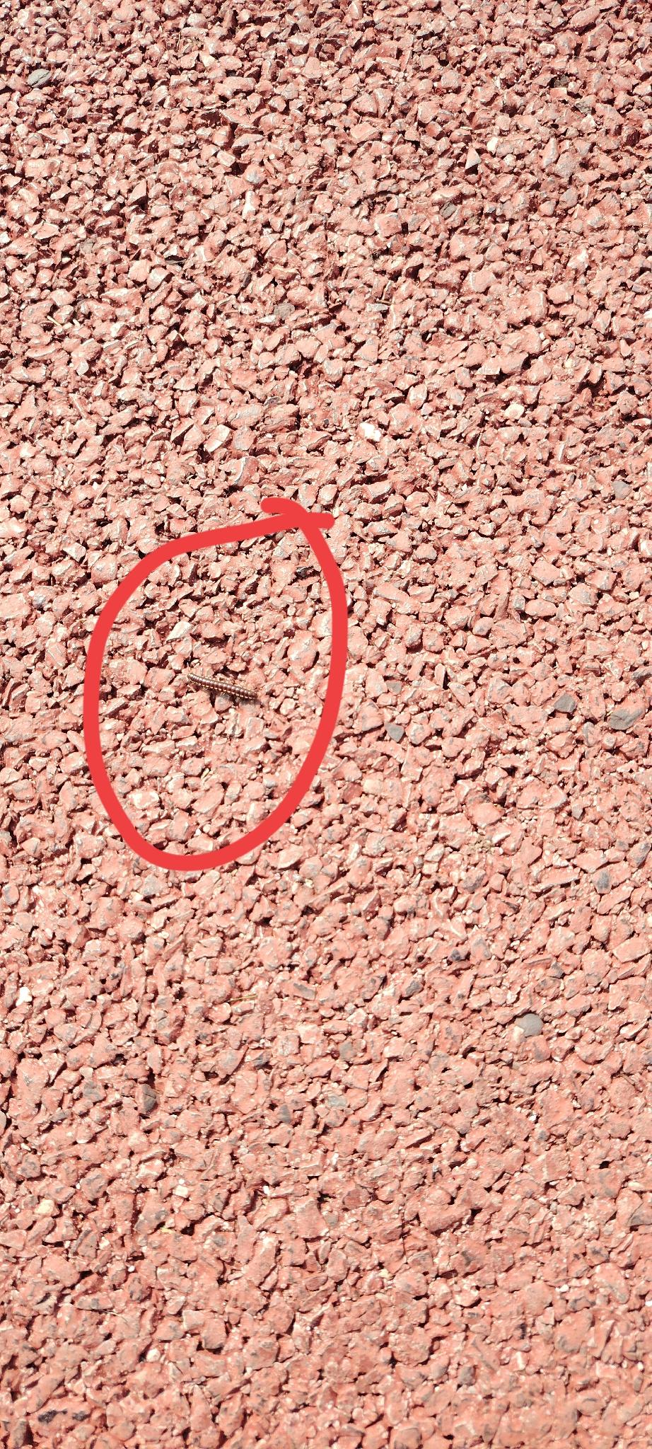 江边到处是那种爬爬虫，俗称“草鞋板”，很臭。路上活的死的一路，脚踏下去“吱吱”响