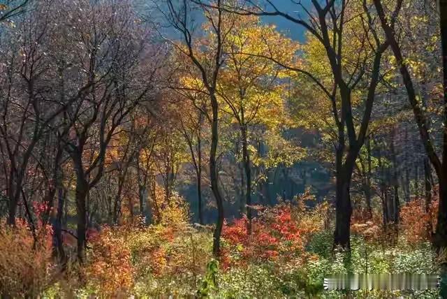 霞染峻岭

斜阳花影群山染，霞彩缤纷峻岭悠。 
风动云舒诗意涌，林深谷静画情留。