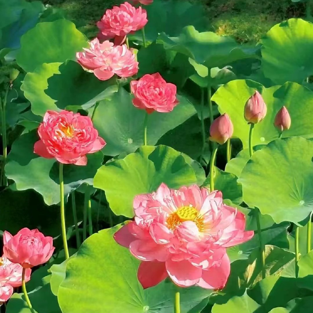 每日一善  有句话说，“与人为善，福虽未至，祸已远离。”其实，不仅仅如此，能把别