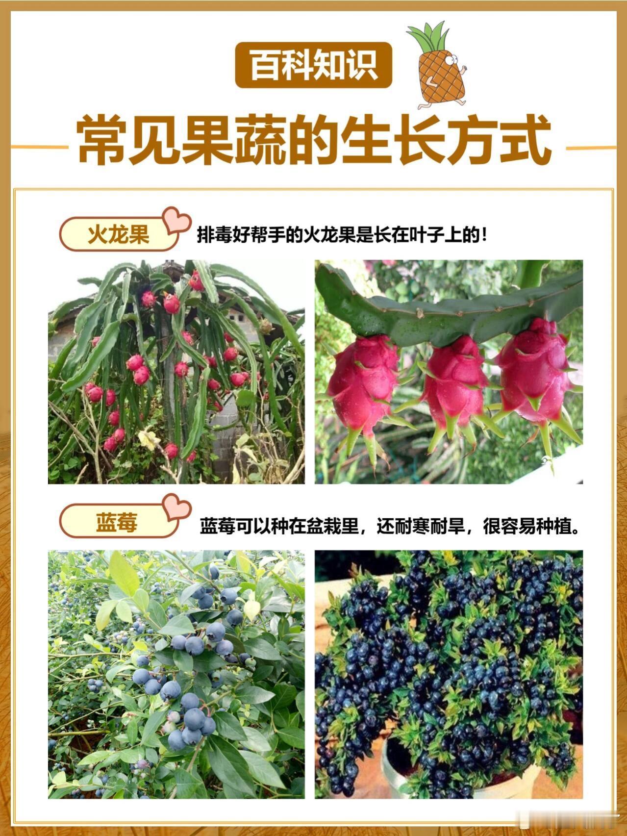 常见的10种果蔬生长方式     大家经常吃水果，但是却很少有人见过水果树，那么
