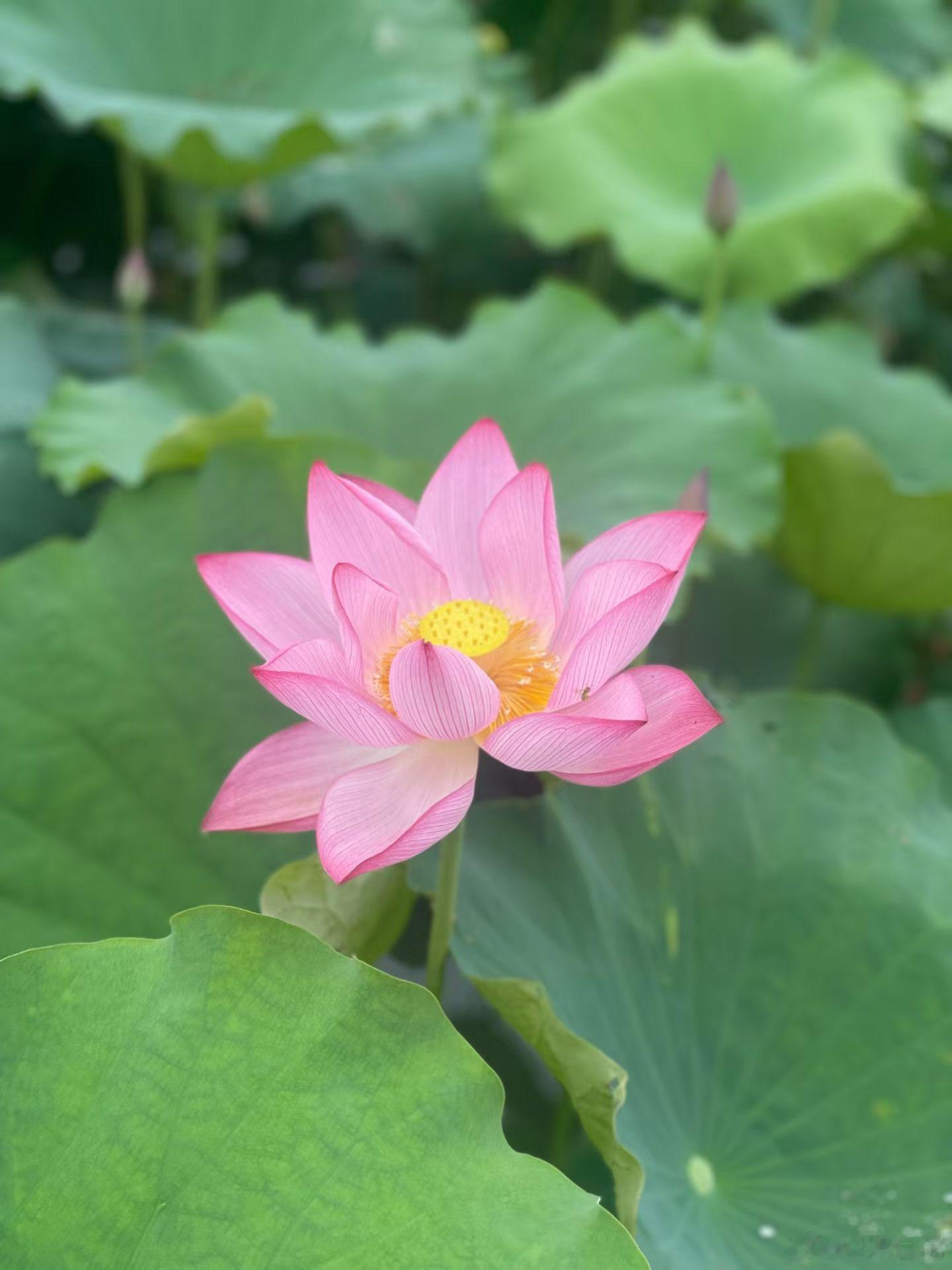今日份治愈——是荷塘给的。粉的花，绿的叶，还有慢悠悠的好时光。荷花