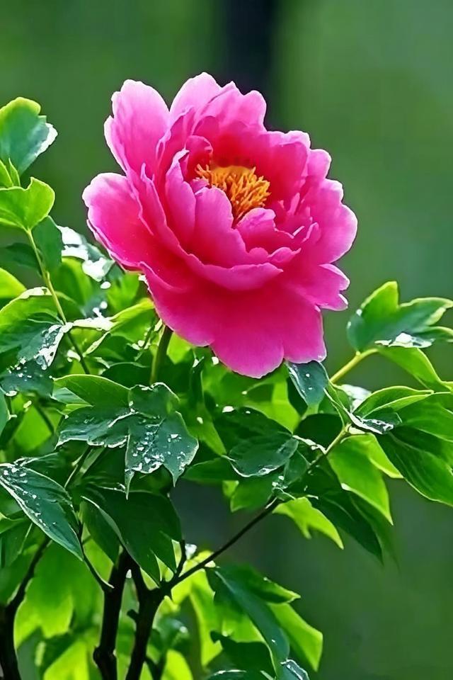 会花开富贵
福禄双全牡丹花