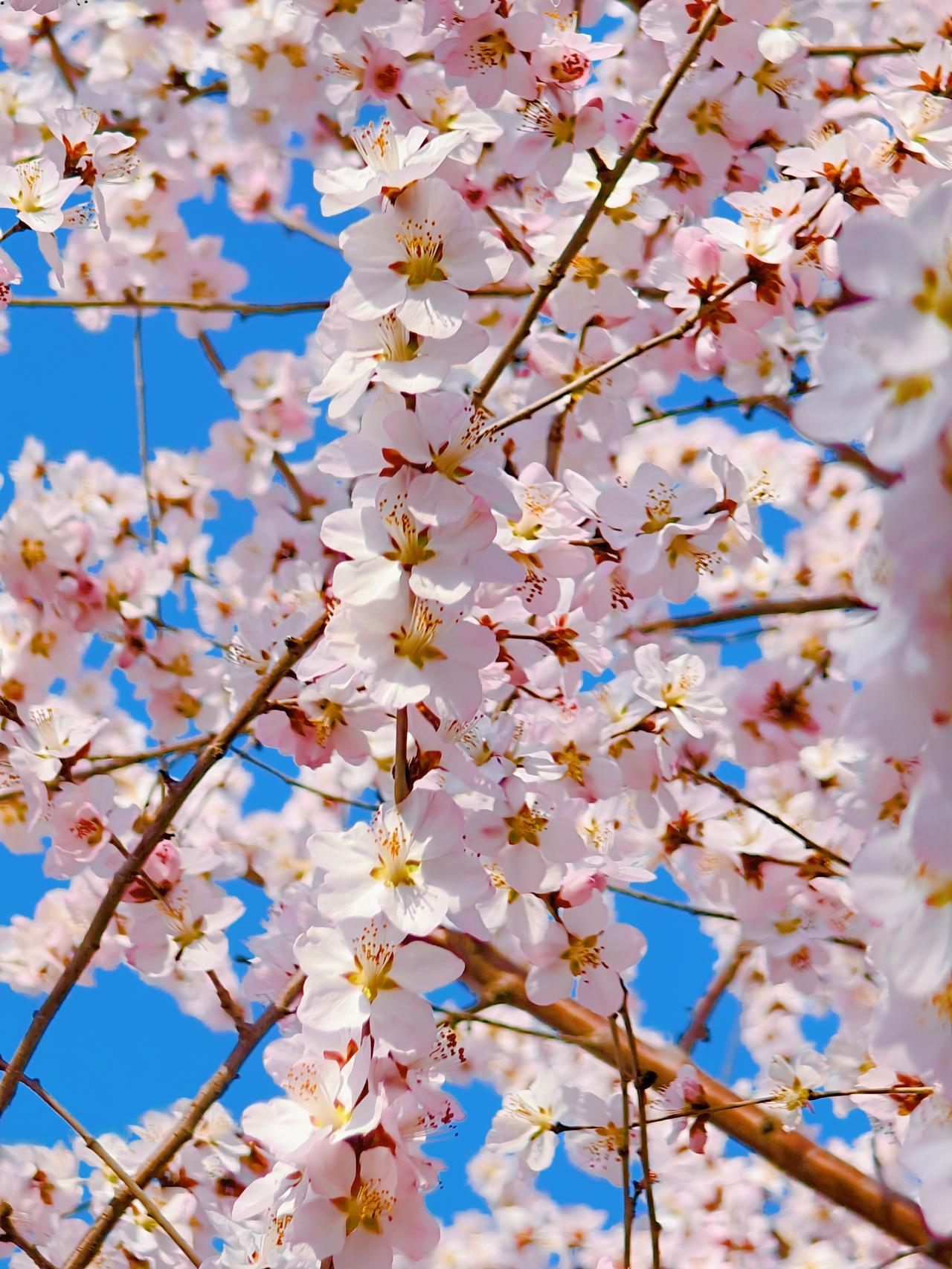 来到了桃花堤，‌桃花迎风笑嘻嘻，‌鸟鸣花舞春光丽，‌游人看花看入迷，欢声笑语满长