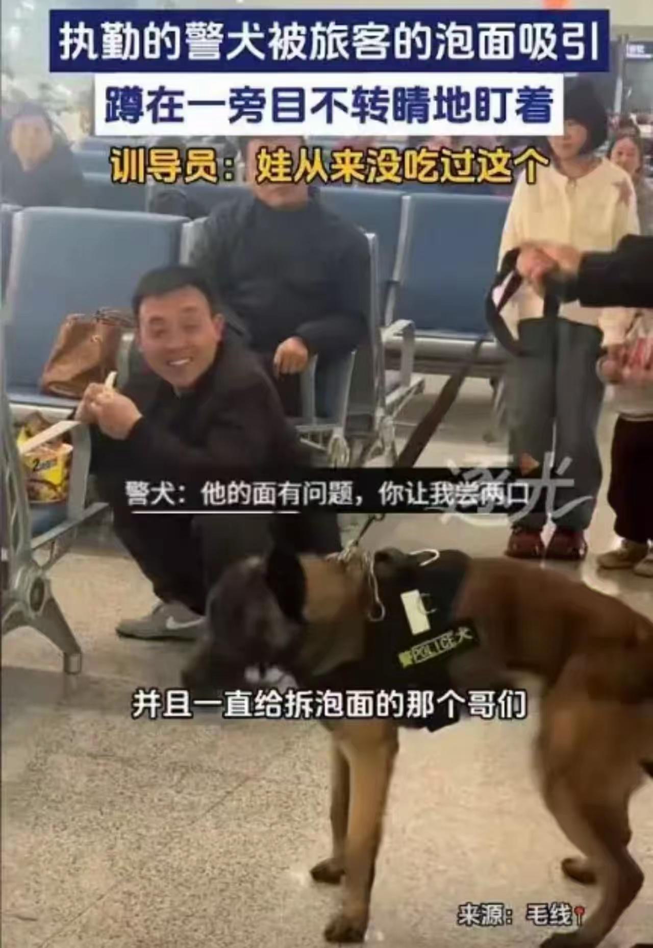 警犬被泡面“封印”，网友笑谈背后是温情执法新注解

近日，陕西火车站上演了一幕令