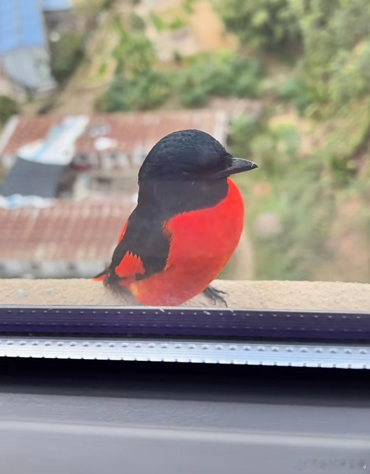 #鸟粉投稿#窗外飞来一只【赤红山椒鸟】特别鲜艳的红色[开学季] ​​​
