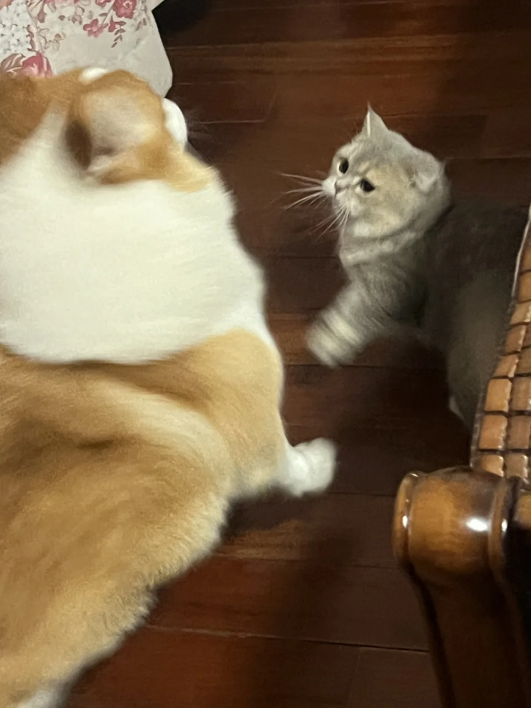 好险 我们家狗差点被打进医院