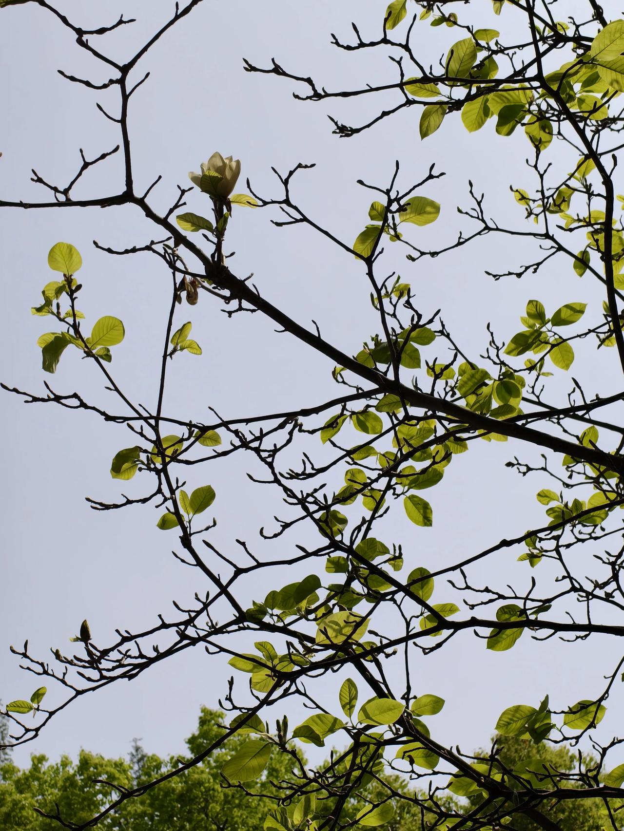 人间四月芳菲尽

每年四月烟雨落江南，总会恰好撞见一句：自在飞花轻似梦，无边丝雨