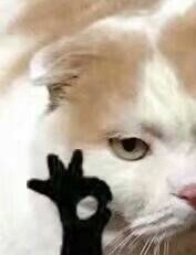 可爱猫猫时间！猫猫ok表情包！拿图一下 ​​​