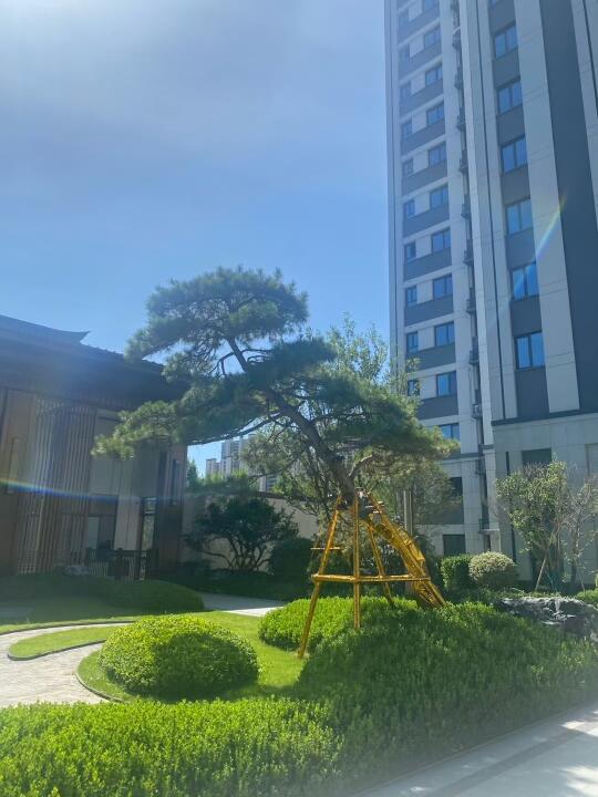 今天的阳光正好🌳🌳🌳