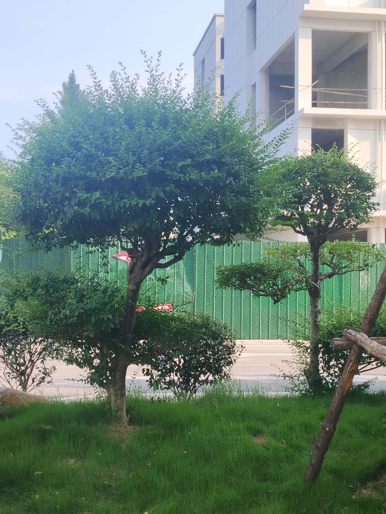 夏日里，那些风景树的造型真的太绝了！就像有人精心雕琢的艺术品。把树修剪得一层一层