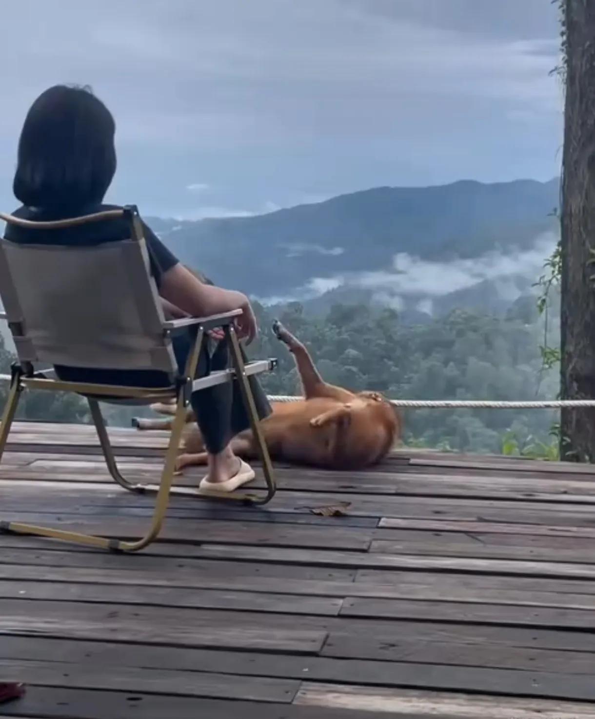 注意看，一人一狗正在山顶的护栏边，女子正坐在藤椅上悠闲地喝着茶欣赏风景，下一秒，