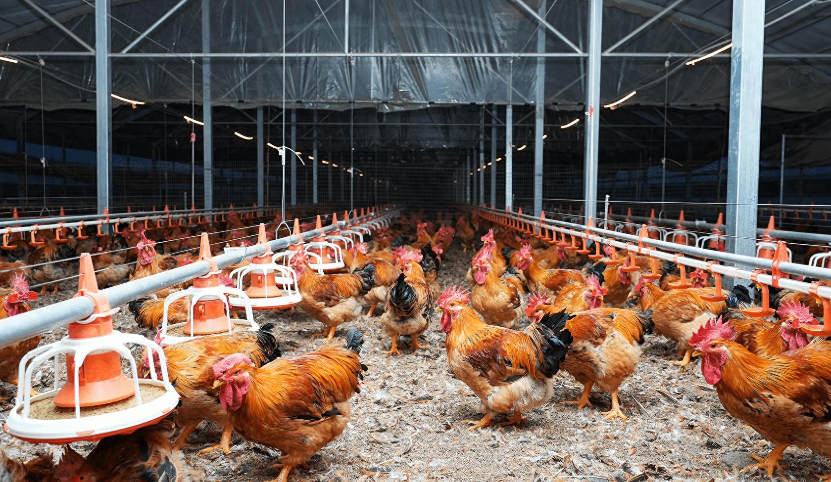 锚定乡村振兴目标 清镇市“十四五”农业农村发展交出亮眼答卷