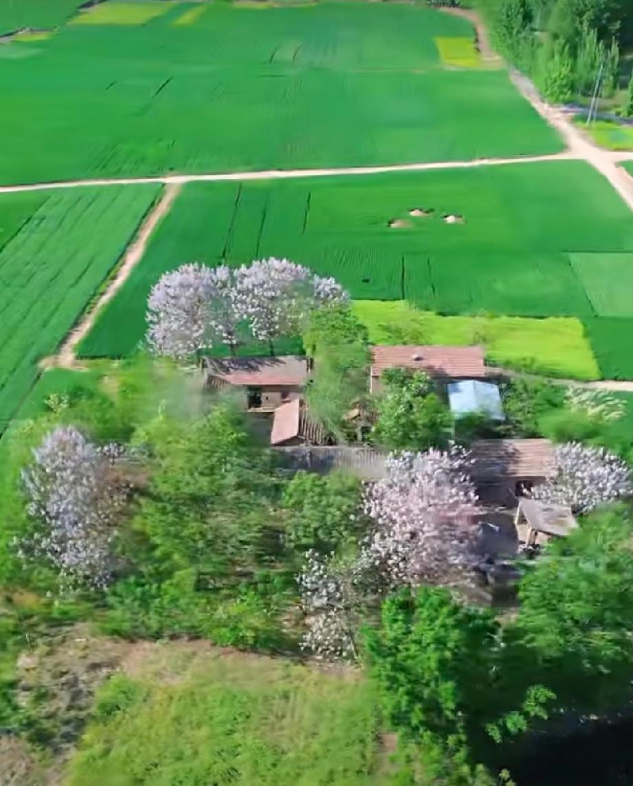 鄄城县董口镇鱼骨村

滩涂生小村，烟火三两户。
春风一到，泡桐花满径，麦浪围村。