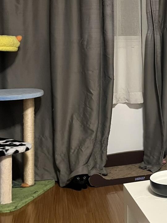 黑猫也太好找了吧