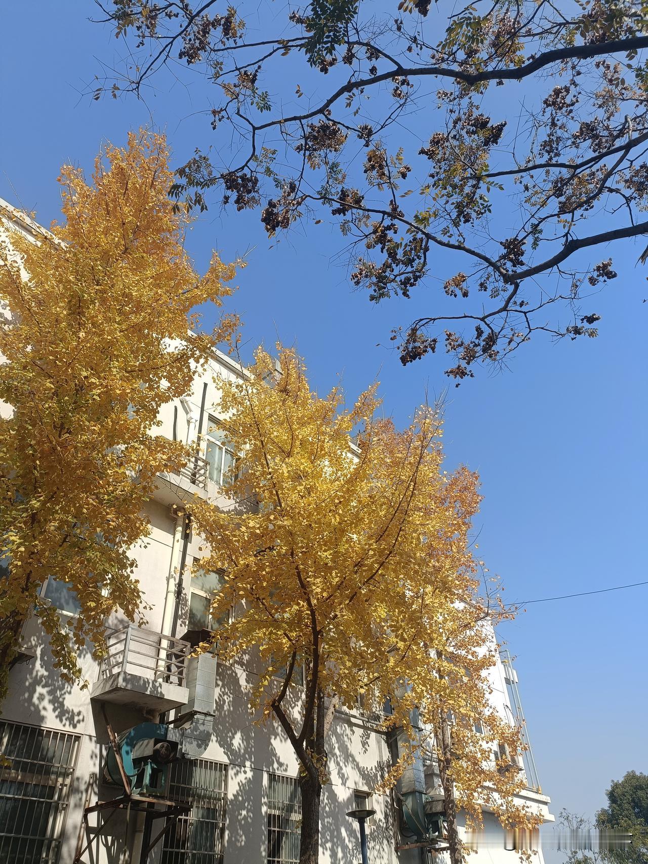 一张图证明秋天来了某看守所大院的银杏叶黄了