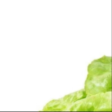 生菜种植第一步：精细整地与播种。选择疏松肥沃土壤，细耙平整并浇透水。将细小种子与