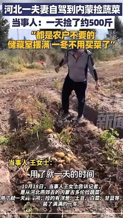 这样挺好的，不浪费粮食！10月18日报道，河北一对夫妻去内蒙古玩，发现路边地里有