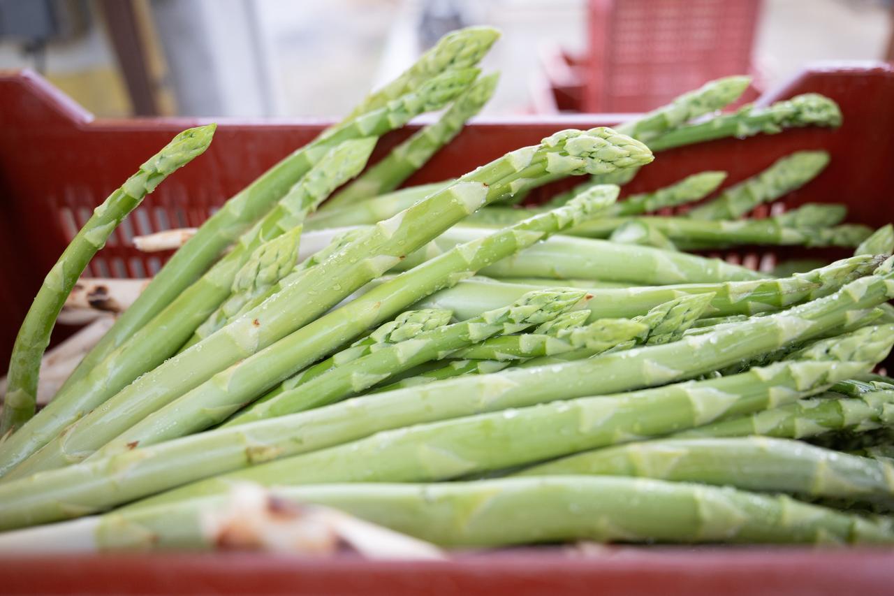 德国一年一度的美味芦笋季如期而至，从四月初到六月底，暖阳和雨水把芦笋养得水灵灵，