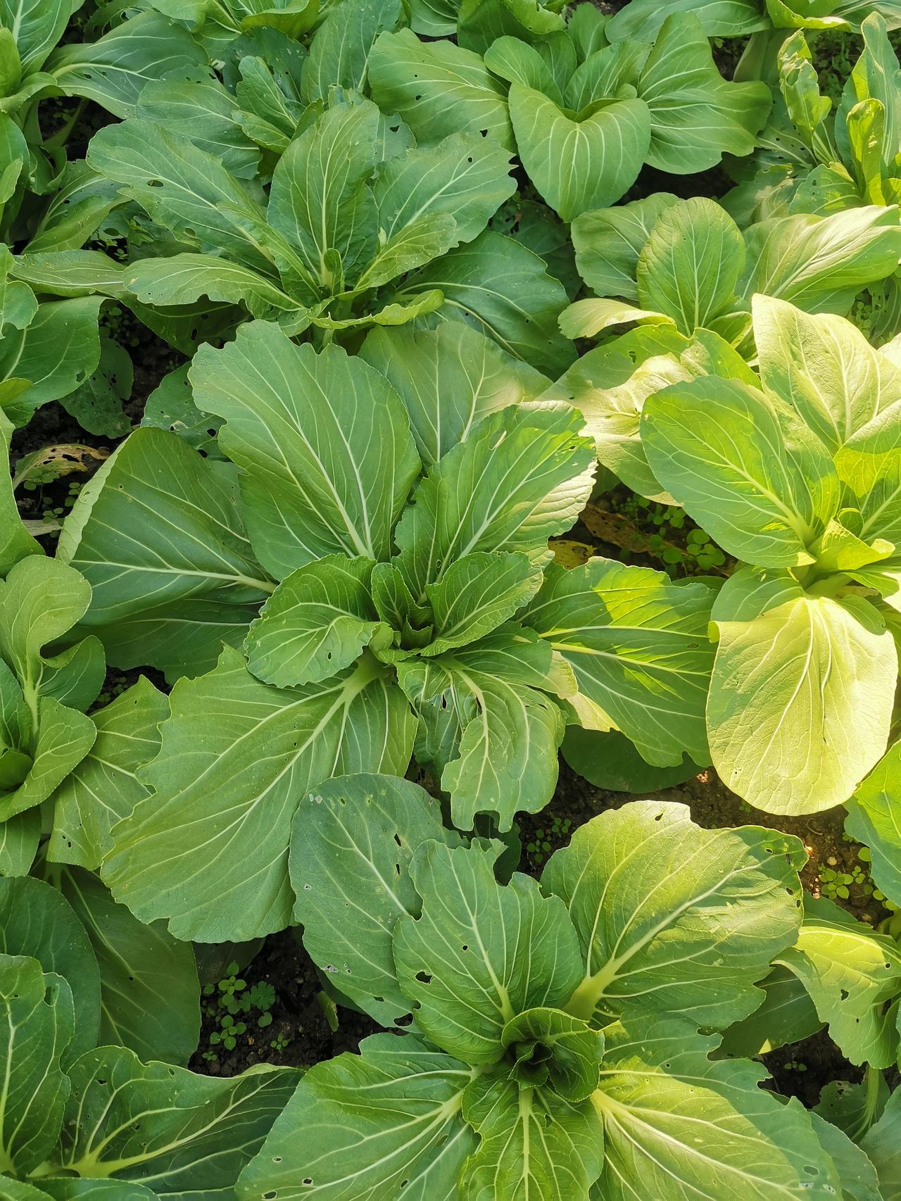 年少不懂事，
懂事已中年。

年轻不爱惜身体，
老了天天研究养生。

人从生下来