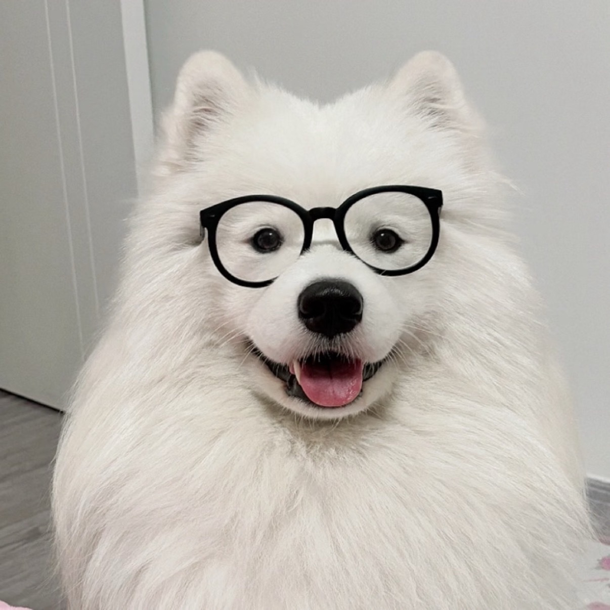 呆萌眼镜妹🤓🐶 
